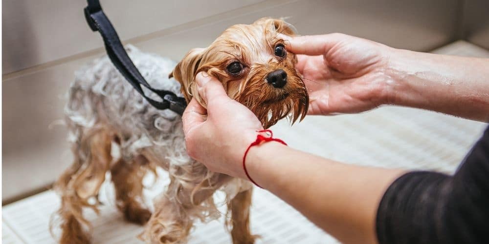 The Sudsy Puppy, Severna Park dog bath