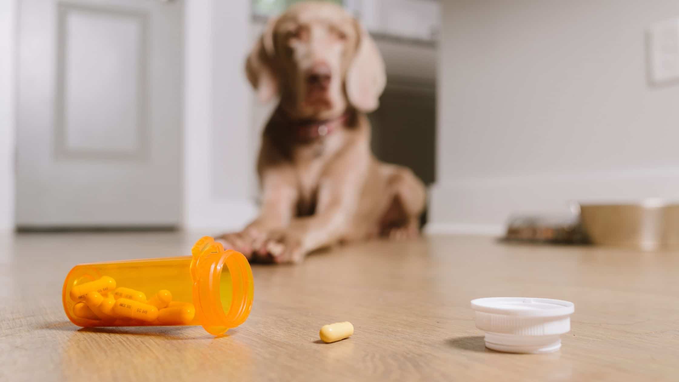 is sudafed deadly to dogs