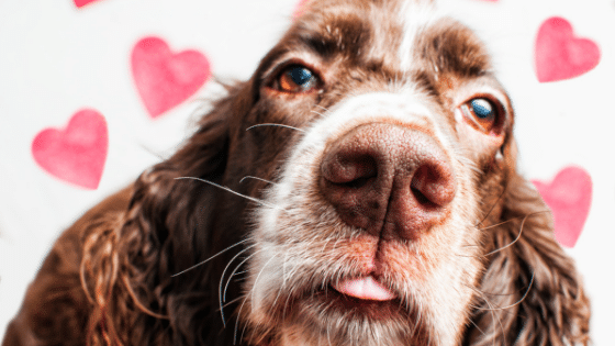 Why Your Dog is the Best Valentine Date | The Sudsy Puppy Dog Grooming