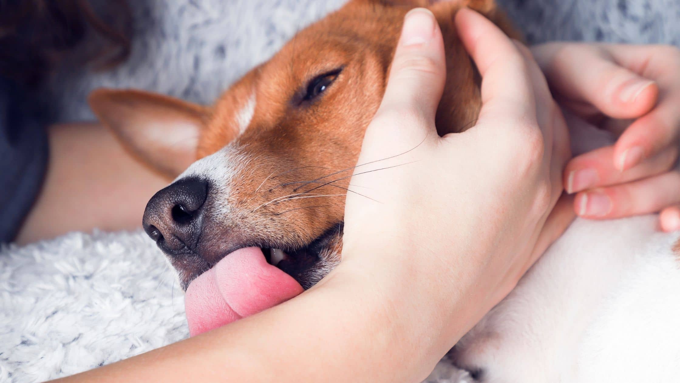 7 Reasons Why Dogs Lick Humans – Wet Paws Dog Grooming