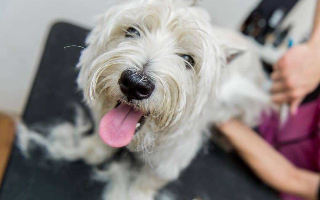 Top 5 Benefits of Regular Dog Grooming