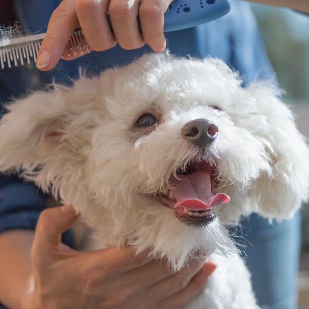 Tips for Preparing Your Dog for a Professional Grooming Session Photo 3