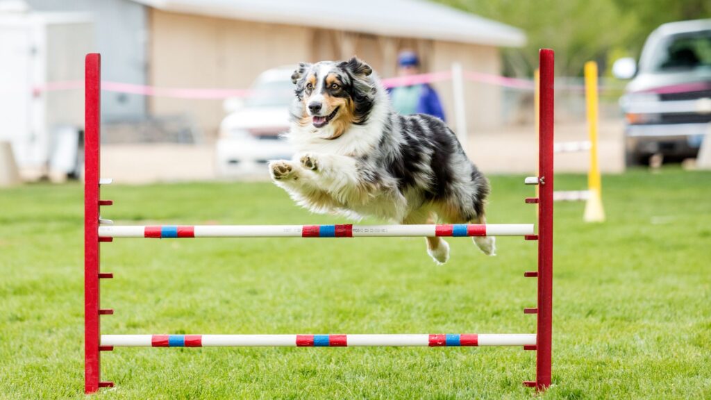 Dog on Agility Course