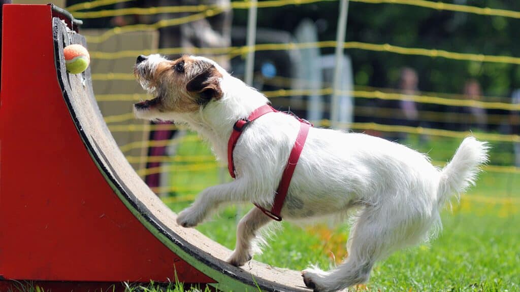 Dog on a Fly Ball Course