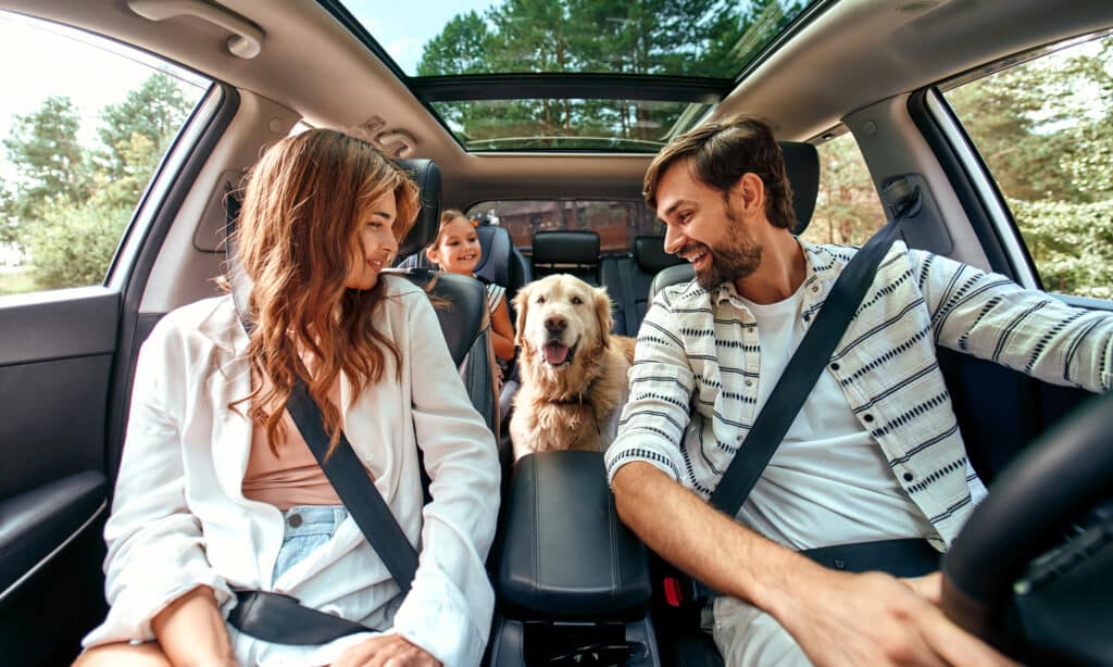 Traveling with your dog